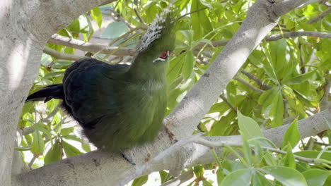 a green young knysna turaco bird sitting on a tree branch in the shadow