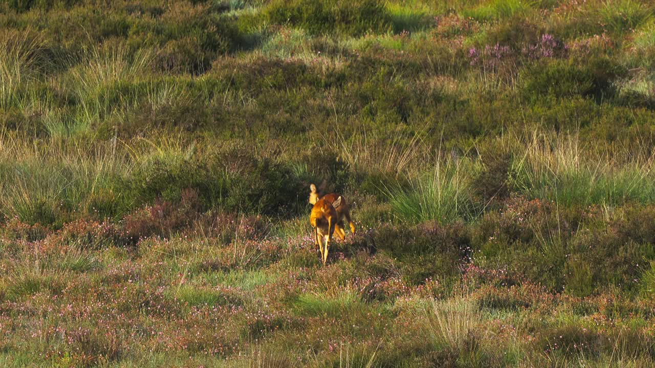 Majestic view of two deers chasing each other on low grass field, slow motion, golden hour, zoom in