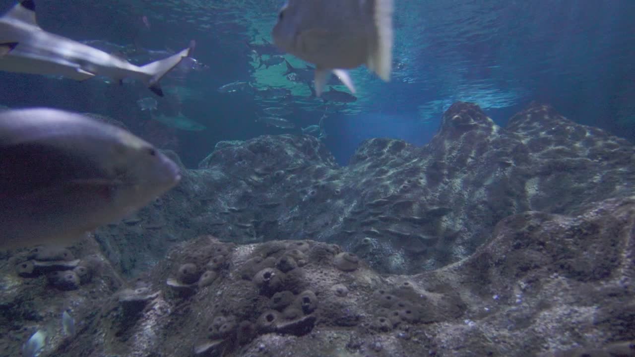 두 점성 스퍼와 다른 물고기 종이 있는 수족관 물고기 크