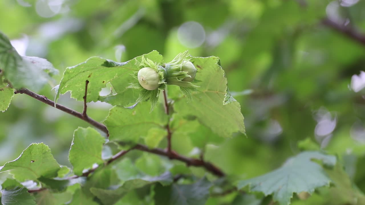 在森林中生長的 hazelnuts 在樹上生長 2