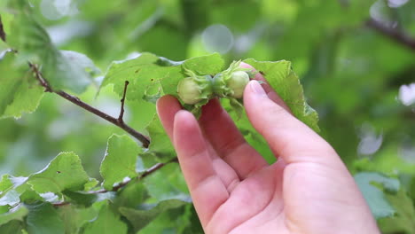 Hazelnuts-On-A-Tree-Grows-In-The-Forest-2