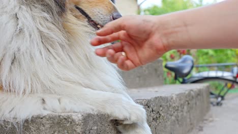 Person-stroking-the-face-of-a-purebred-Rough-Collie-dog-in-the-garden