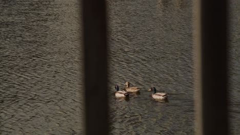 Eine-Gruppe-Von-Drei-Enten,-Die-In-Einem-See-Schwimmen