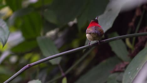 un pájaro carmesí sentado en una rama en un jardín