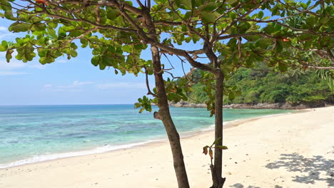 the view through the trunks of some small trees is of a deserted beautiful white sand beach