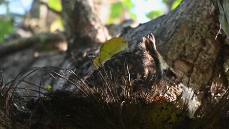 buffy fish owl, ketupa ketupu, 4k footage