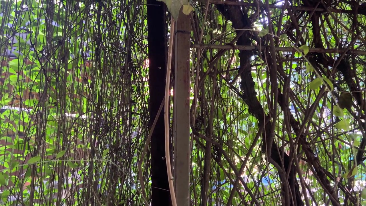 Piante rampicanti che si arrampicano su una recinzione metallica in un giardino