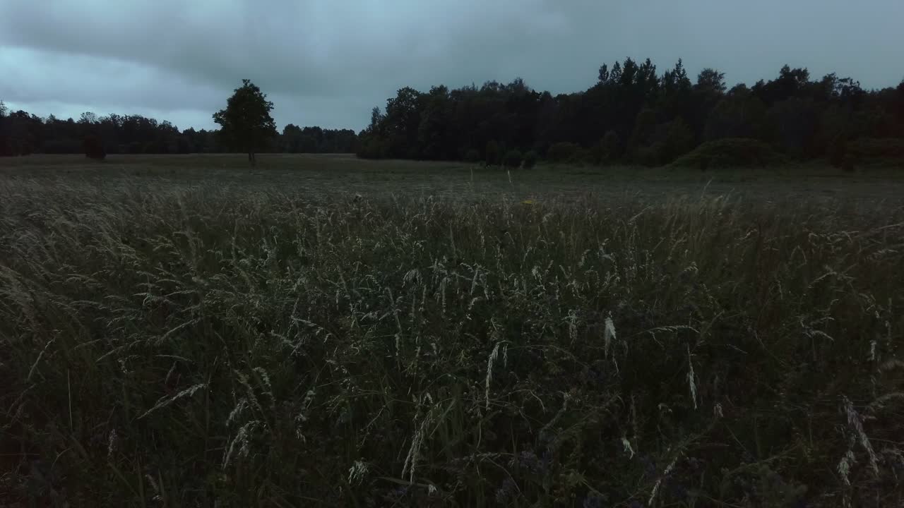 Blåsigt fält med gräs och mörka regnmoln.