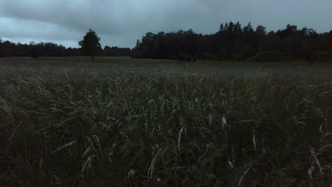 Windiges-Feld-Mit-Gras-Und-Dunklen-Regenwolken