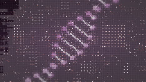 dna 구조의 디지털 애니메이션은 보라색 배경에서 점 패턴 디자인을 회전시 ⁇ 니다.