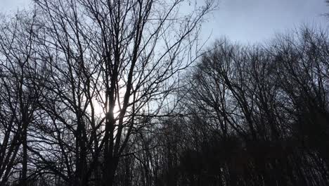 movimiento lento de la cámara captando la luz del sol entre las ramas de los árboles, principios de la temporada de primavera