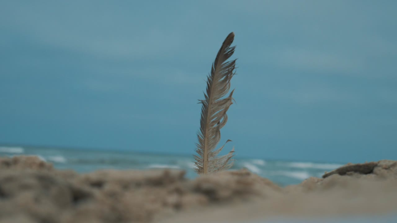 cerca de la pluma en la arena frente al océano