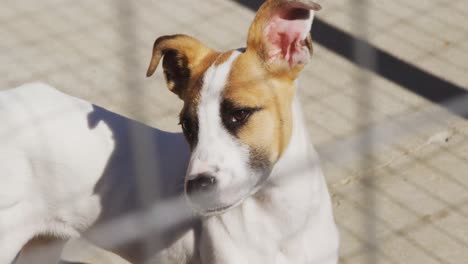 Abandoned-dog-locked-up-in-a-shelter