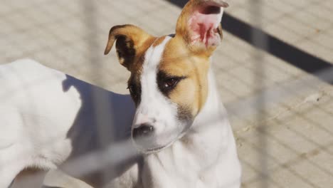 perro abandonado encerrado en un refugio