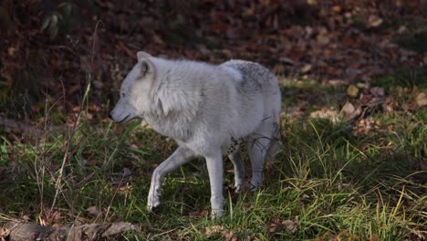 arctic wolf watching you looks away and runs into forest slomo autumn