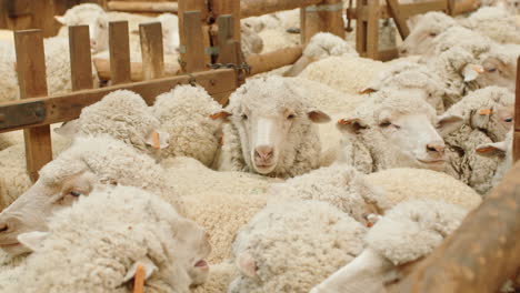 sheep in pen waiting for wool shearing