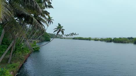 Manglares-En-La-Orilla-Del-Lago-Y-La-Orilla-Del-Mar