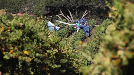 machine picking tractors during harvest in a santa ynez valley ava vineyard of california