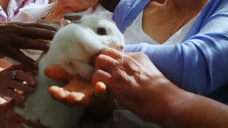 senior friends petting a rabbit at retirement home 4k