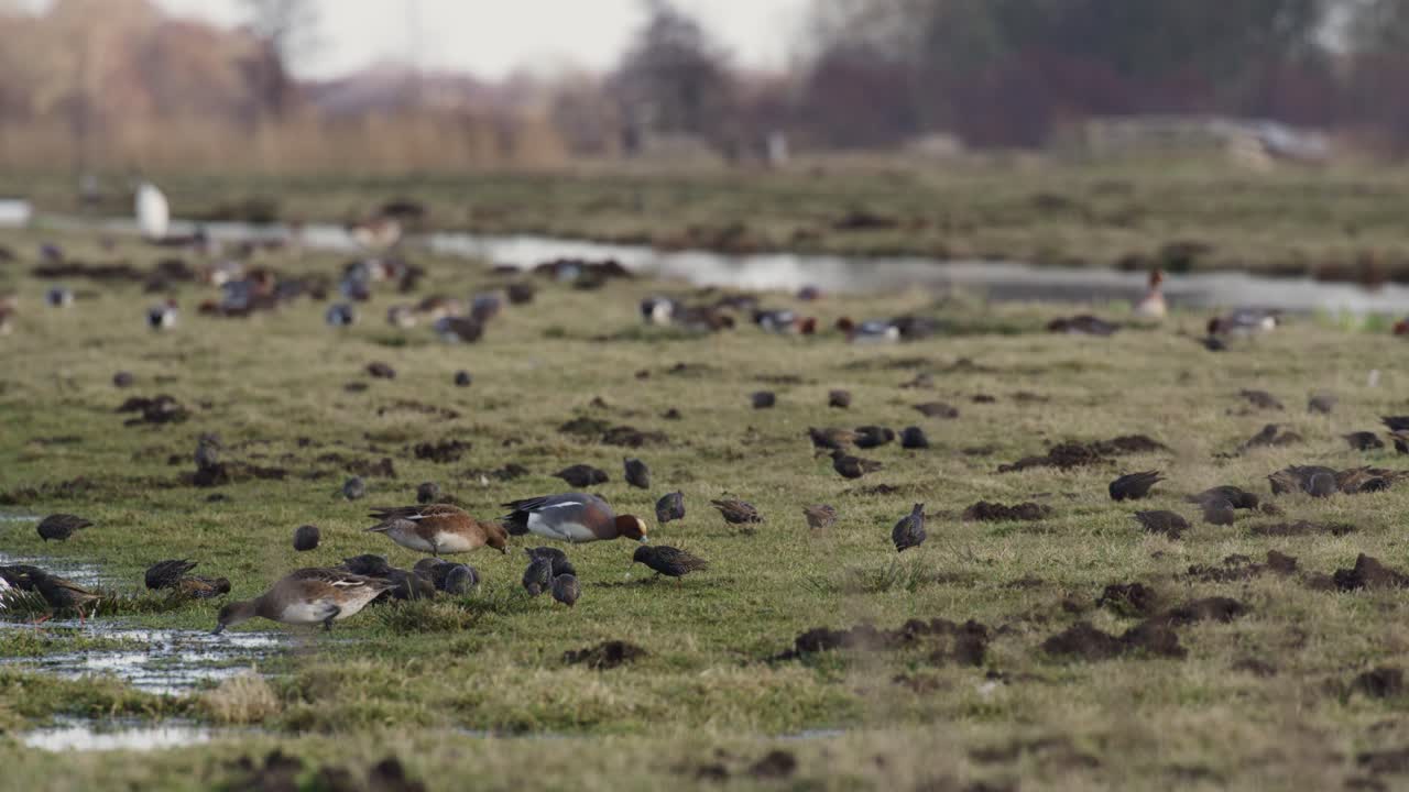 toma estática media de un campo de hierba verde cerca de un río densamente cubierto de varias especies de aves migratorias, incluidos estorninos, patos y gansos