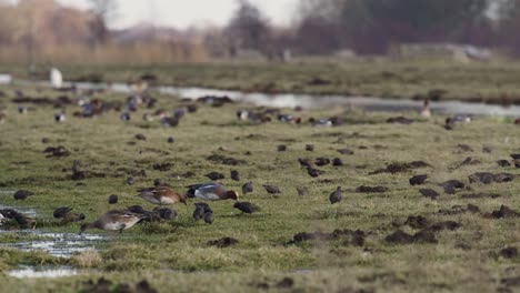 Mittlere-Statische-Aufnahme-Eines-Grünen-Grasfeldes-In-Der-Nähe-Eines-Flusses,-Der-Dicht-Von-Verschiedenen-Zugvogelarten-Wie-Staren,-Enten-Und-Gänsen-Bedeckt-Ist