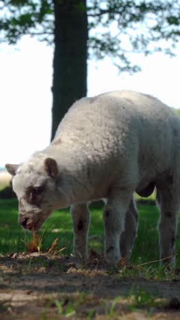 a young lamb grazing in a meadow