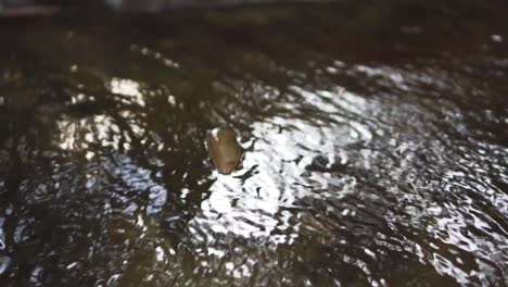 slow motion follow shot of dead leaves floating with flowing water at waterfall