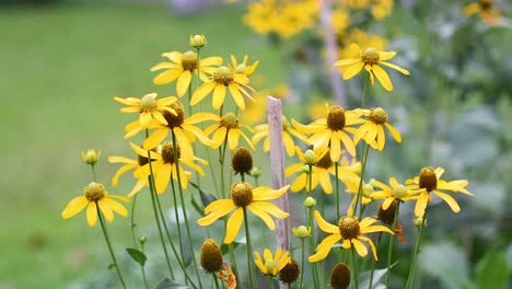 una vista de cerca de las flores amarillas vibrantes