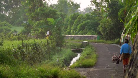 Duck-farmer-herds-a-flock-of-ducks-down-dirt-path-towards-rice-fields-in-Indonesia