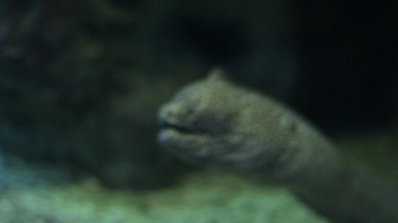 Moray Eel Close-Up