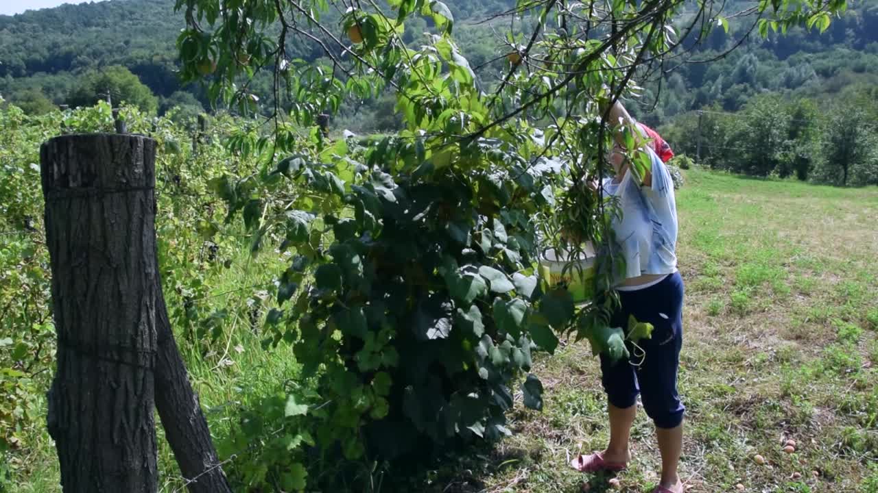 정원에 있는 복숭아 나무에서 신선한 과일을 따는 할머니
