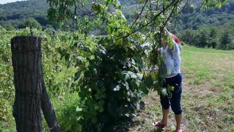 anciana recogiendo fruta fresca del melocotonero en el jardín