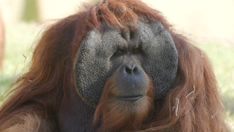 un orangután sentado en su recinto en un zoológico