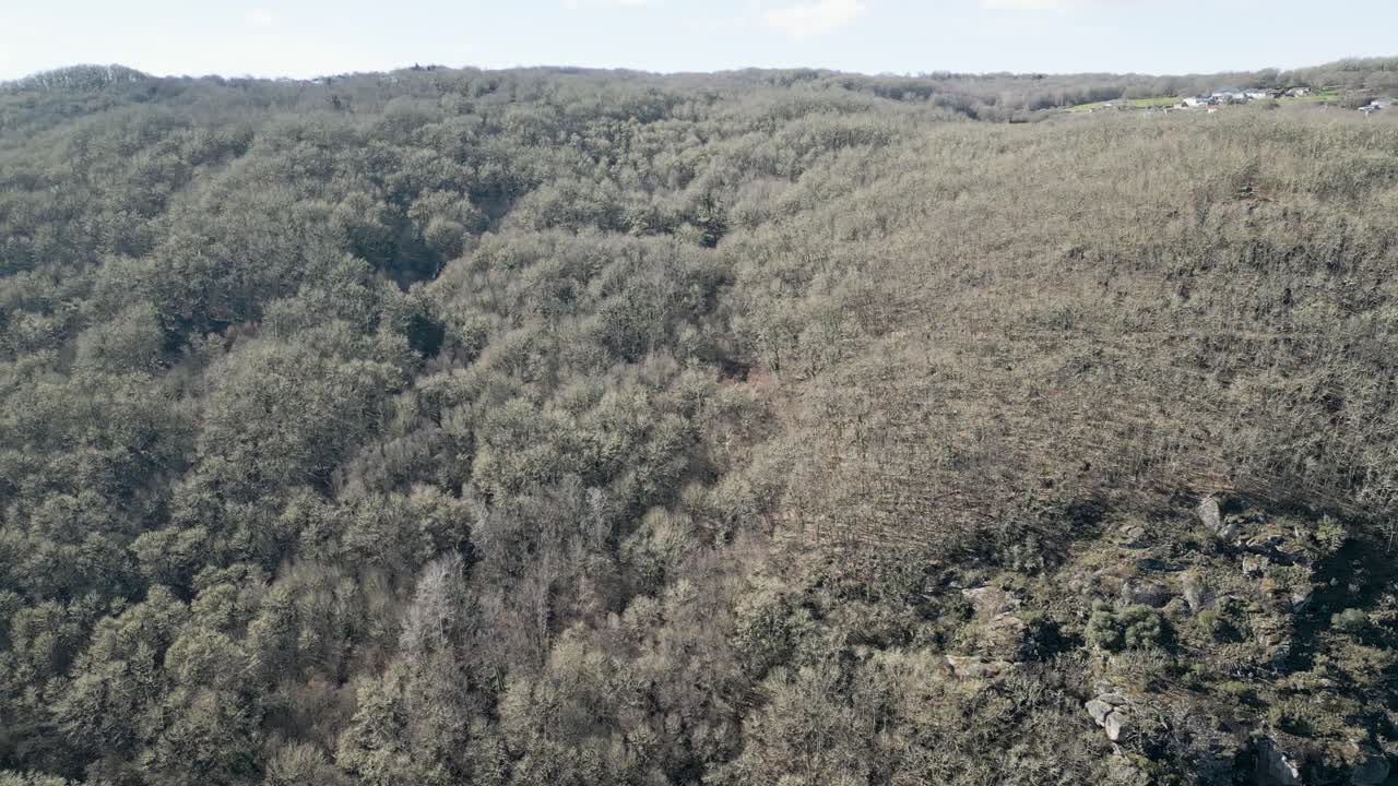 Panoramic aerial overview of leafless valley of chestnut and oak trees in winter