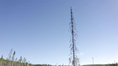 Deforested-landscape-in-remote-woods,-aerial-pullback-shot