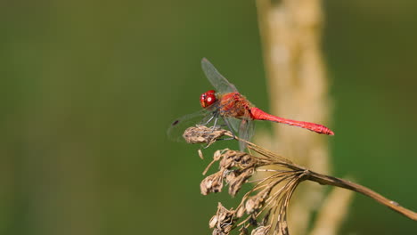 la libellule écarlate (crocothemis erythraea) est une espèce de libellule de la famille des libellulidae. ses noms communs incluent la libellule écarlate large et la libellule écarlate commune.