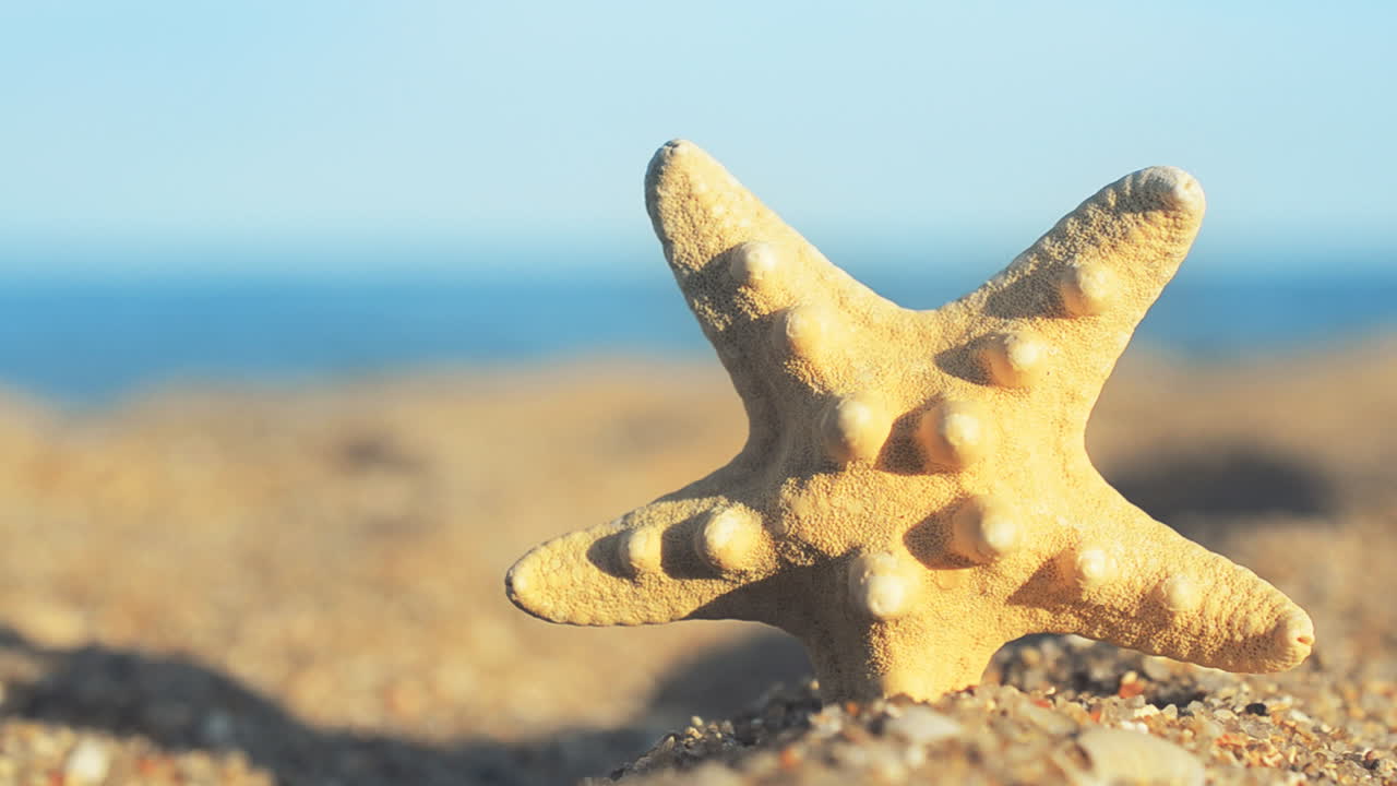 Shells on the beach. Shooting on the beach
