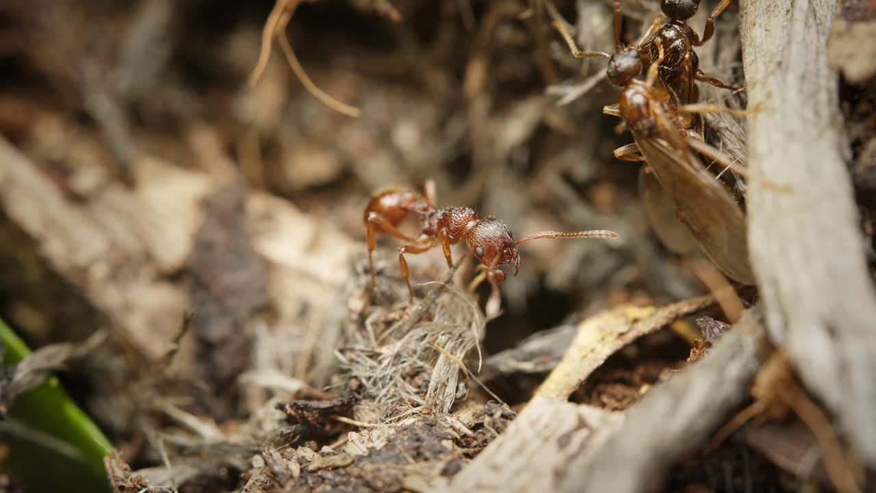 Macro shot of European fire ant walking on natural forest floor with organic material