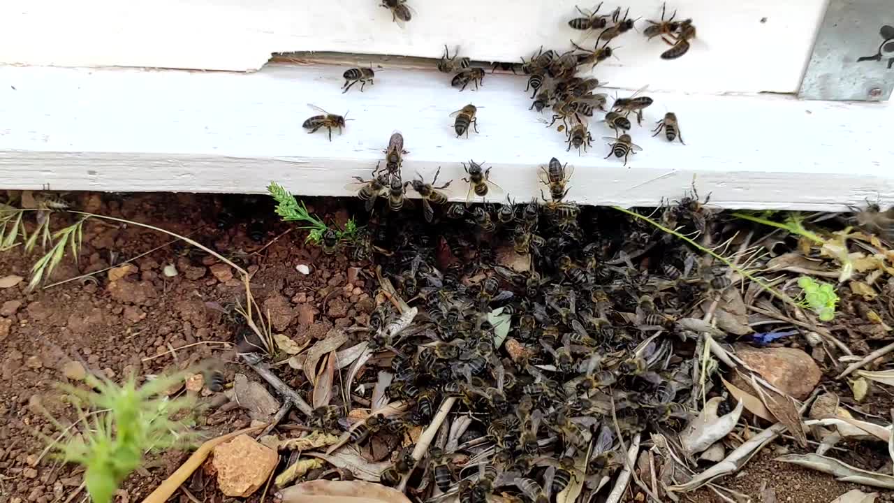 클로즈업 샷은 꿀벌 집에 들어가는 꿀벌 그룹을 보여줍니다-5