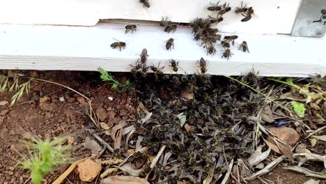 un primer plano muestra a un grupo de abejas entrando en una casa de abejas-5
