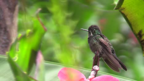 hummingbird perched on a flower