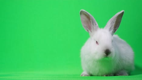 cute white bunny on a background of chromakey, wolt place in the frame for advertising. beautiful white rabbit