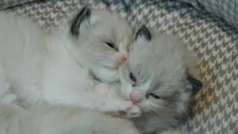 cute--two-tiny-kitten-cuddling-being-cute