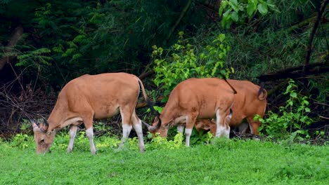 el banteng o tembadau, es un ganado salvaje que se encuentra en el sudeste asiático y se extinguió en algunos países