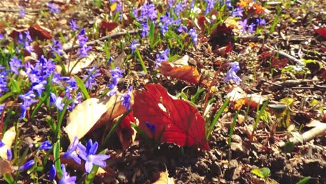 Vista-En-Cámara-Lenta-De-La-Abeja-Trabajando-En-Flores-De-Primavera-Del-Jardín-30fps