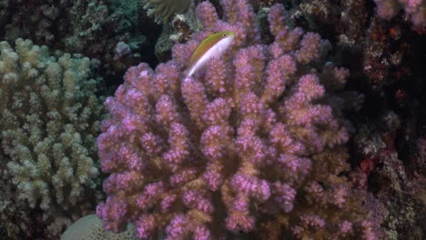 pink hard coral close up