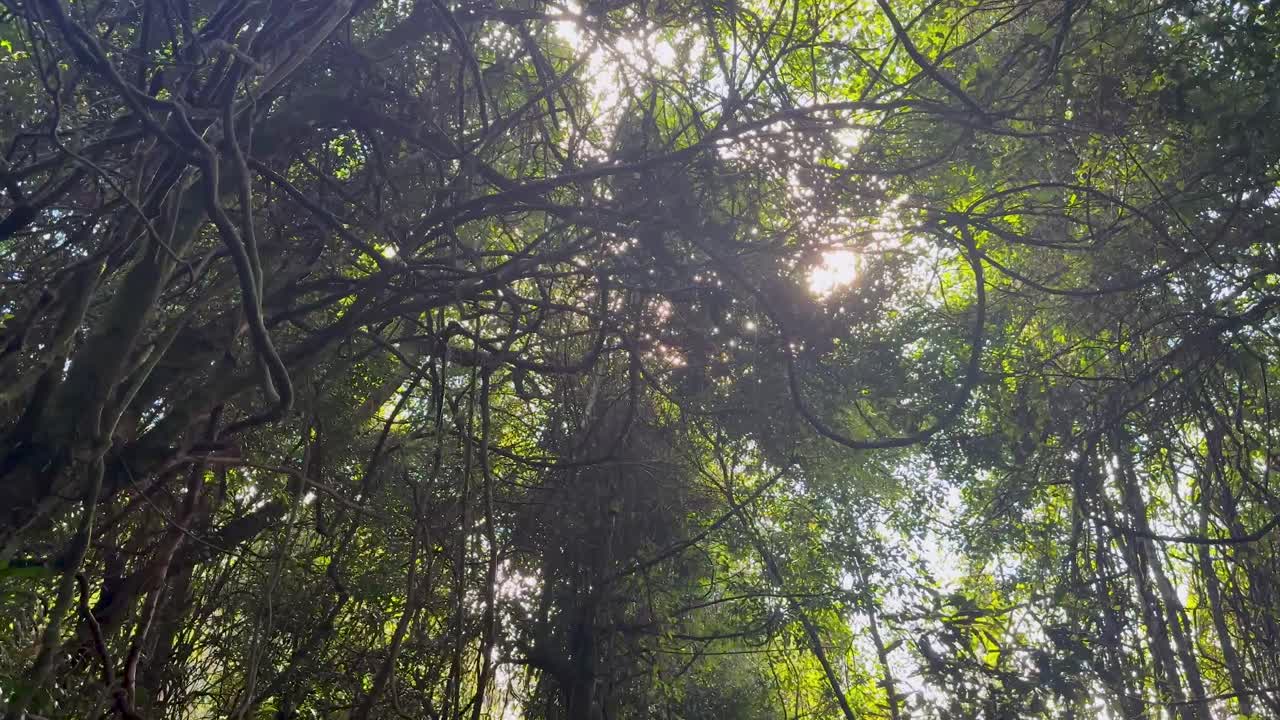 Camera tilts upward through thick tree branches and vines in a lush forest, capturing sunbeams and dappled light in a tranquil, natural setting