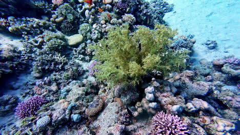 underwater colourful coral reef up close, small fish swim around bottom of ocean