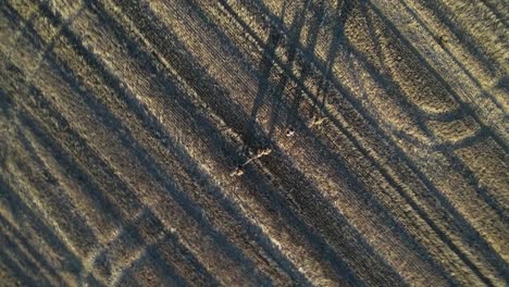 Falconers-walking-in-line,-drone-shot