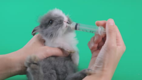 pequeño conejo de patrón negro claro beber leche de la jeringa sostenido por la mano humana y permanecer en la pantalla verde
